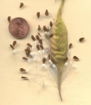 Asclepias tuberosa seeds